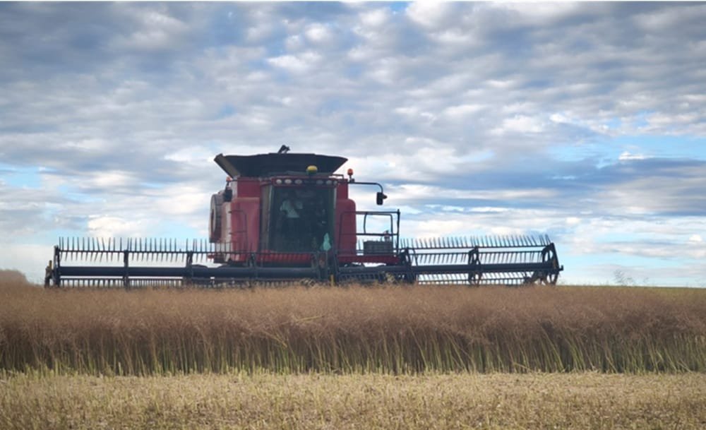 MGAP advierte sobre residuos en la cosecha de colza.