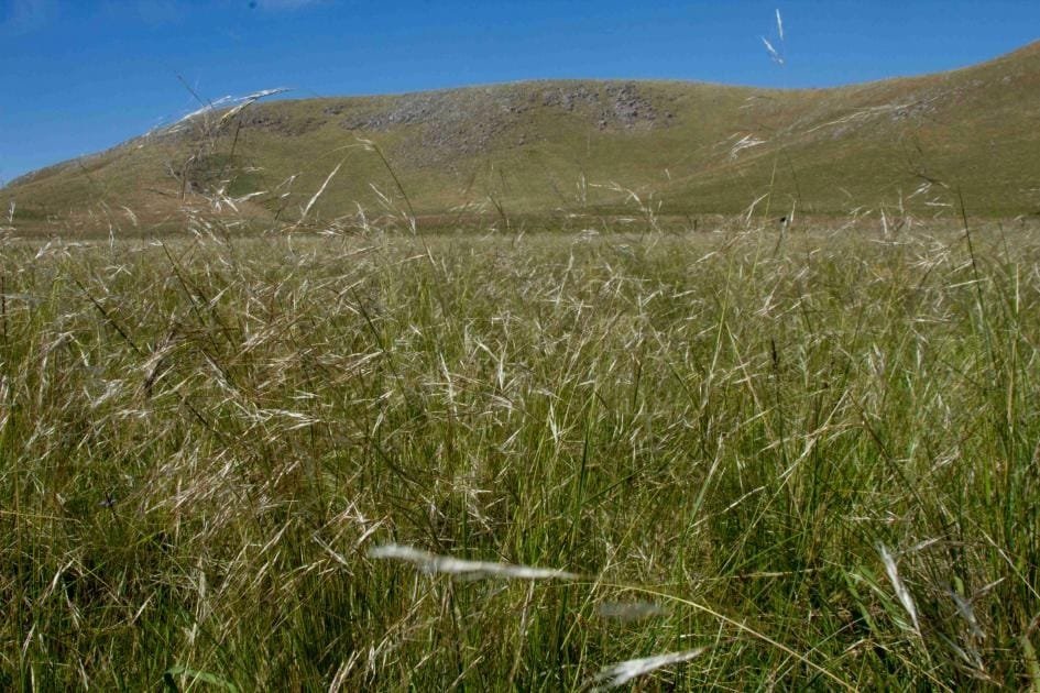 Hoy se celebra el Día Nacional del Campo Natural.