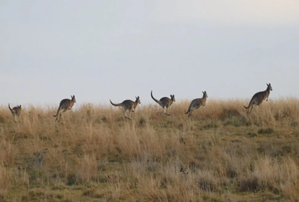 Cómo Australia protege sus pastizales.