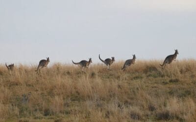 Cómo Australia protege sus pastizales.