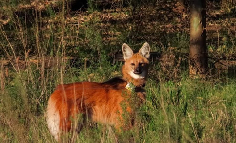 Educación vial, también para conservar especies silvestres.
