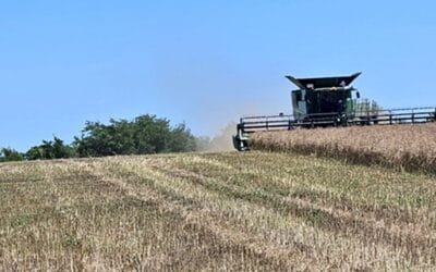 Hoy, el de la colza, es el negocio más atractivo.