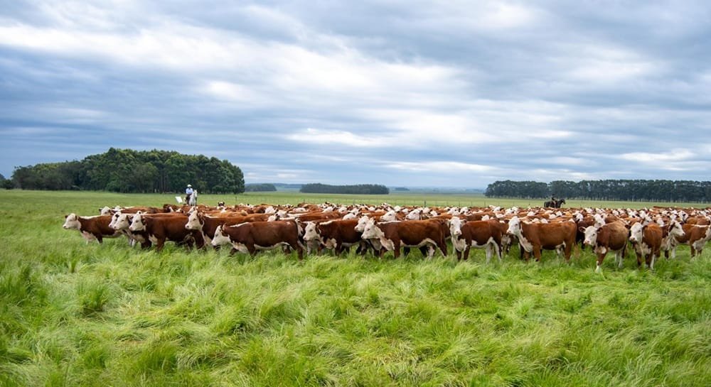 Más producción de carne no siempre significa mejores ingresos.
