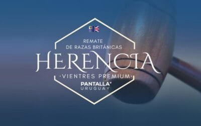 Hoy, remate 302 y 303 de Pantalla Uruguay.