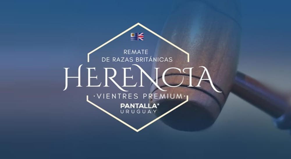 Hoy, remate 302 y 303 de Pantalla Uruguay.