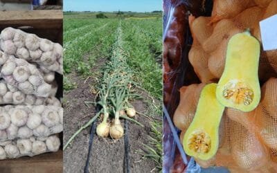 Avanza la nueva zafra de hortalizas secas 