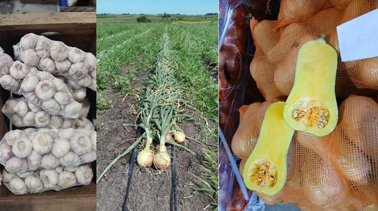 Avanza la nueva zafra de hortalizas secas 