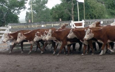 Agilidad, buenos valores y colocaciones totales en el Campanero.
