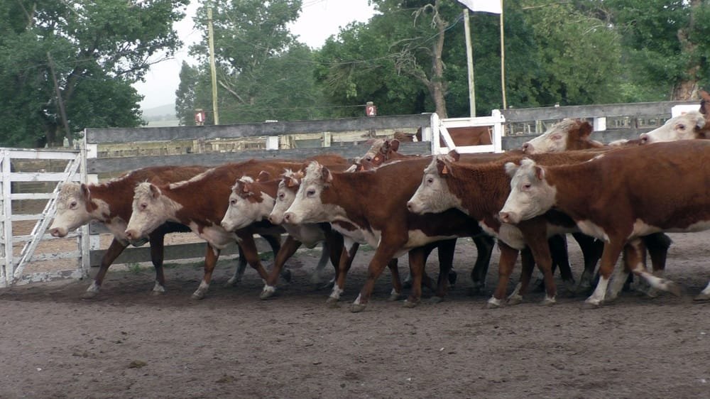 Agilidad, buenos valores y colocaciones totales en el Campanero.