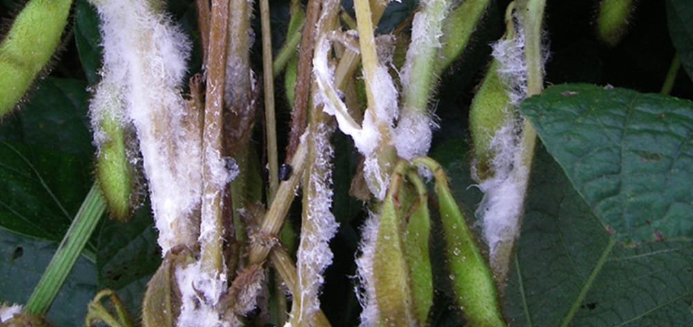 Preocupación en Brasil por amenaza sanitaria en soja: puede causar pérdidas de hasta el 70% de la cosecha.