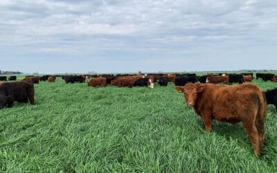 Mercado ganadero: valores que ajustan a la baja.