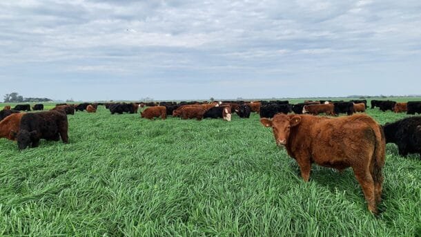 Mercado ganadero: valores que ajustan a la baja