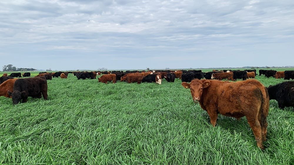 Mercado ganadero: valores que ajustan a la baja.
