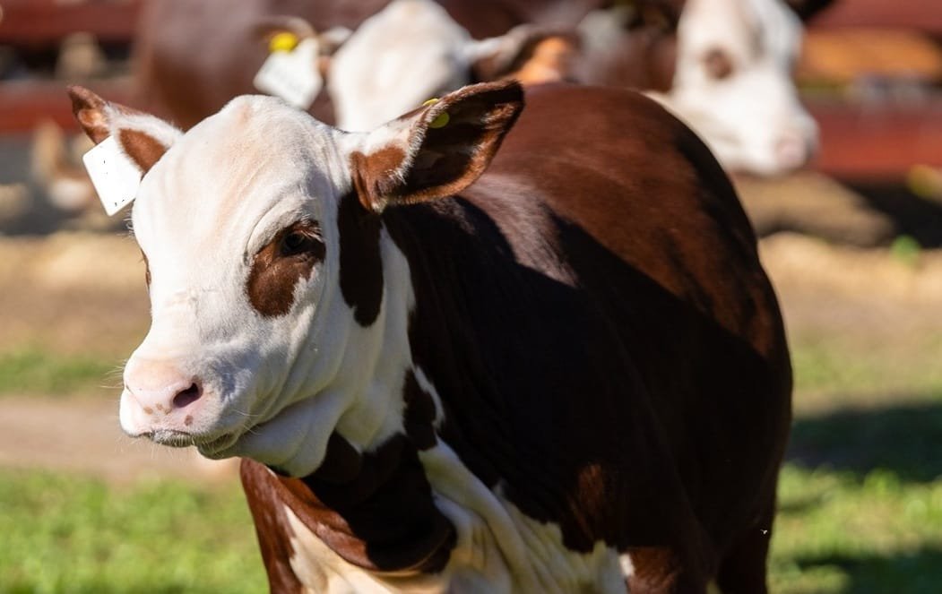 Plaza Rural vendió casi el 93% en el primer día; la subasta continúa hoy.