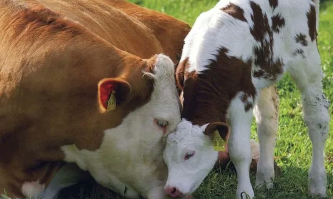 Hoy Lote 21 remata 6.000 vacunos.