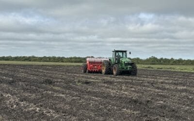 La siembra de arroz está casi terminada, con un atraso mínimo en el norte del país.