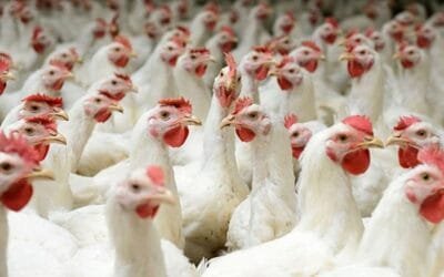 Uruguay debe “solucionar” el problema de la bronquitis en aves.