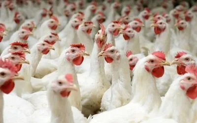 Uruguay debe “solucionar” el problema de la bronquitis en aves.