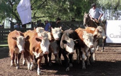 Con mucho dinamismo en Cuchilla de Silvera se despachó interesante oferta.