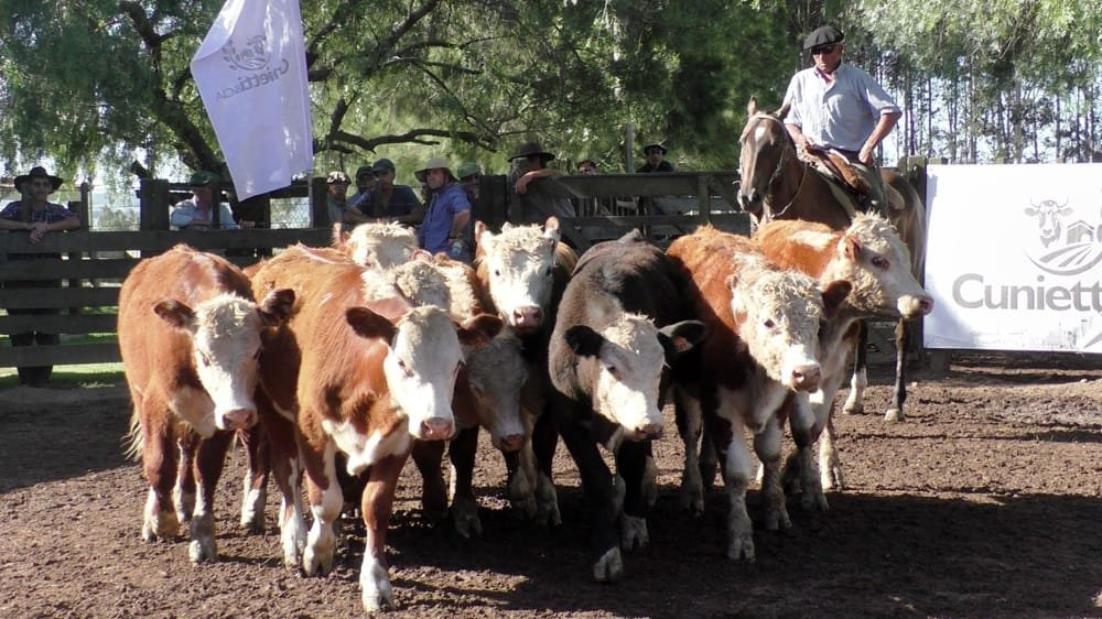 Con mucho dinamismo en Cuchilla de Silvera se despachó interesante oferta.