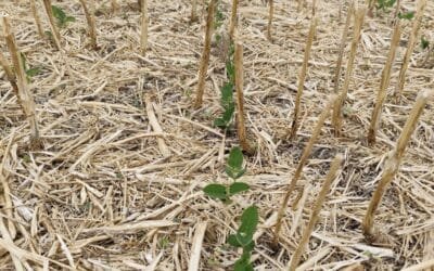Situación de los cultivos de invierno y verano.