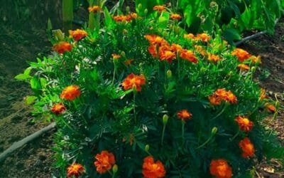 Jornada sobre protección vegetal hortícola en INIA Salto Grande.