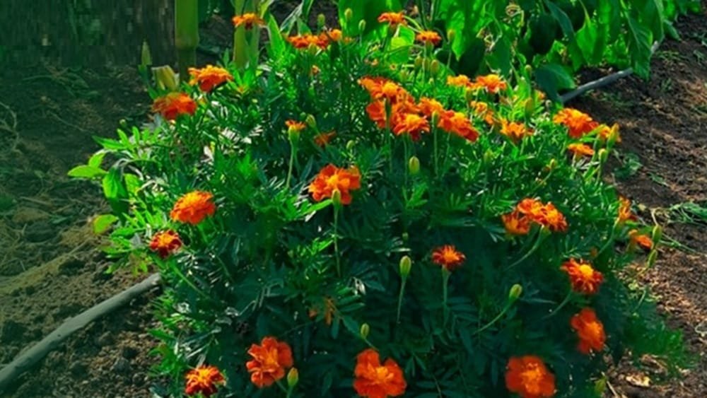 Jornada sobre protección vegetal hortícola en INIA Salto Grande.