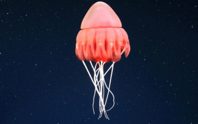 En el fondo del mar.