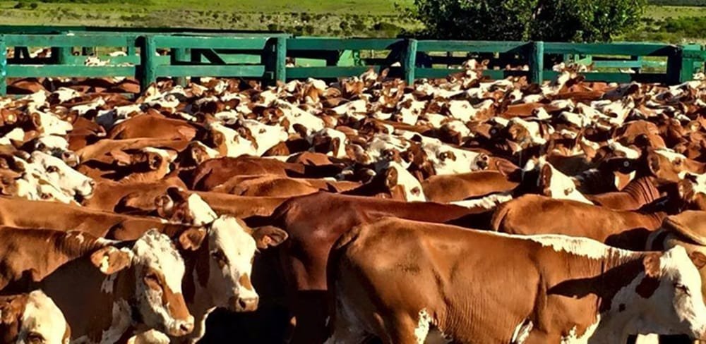 Hoy y mañana Plaza Rural rematará 18.030 vacunos y 4.355 ovinos.