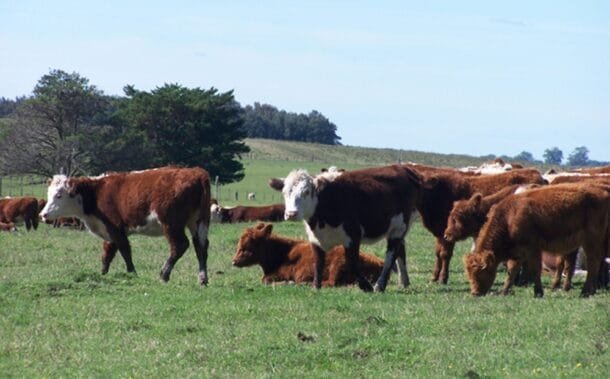 Servicios Ganaderos acredita veterinarios para planes de saneamiento contra la garrapata.