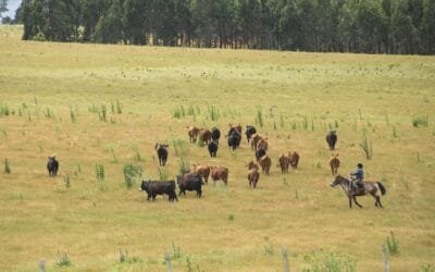 MGAP desarrolla estrategia para minimizar daños por garrapata.