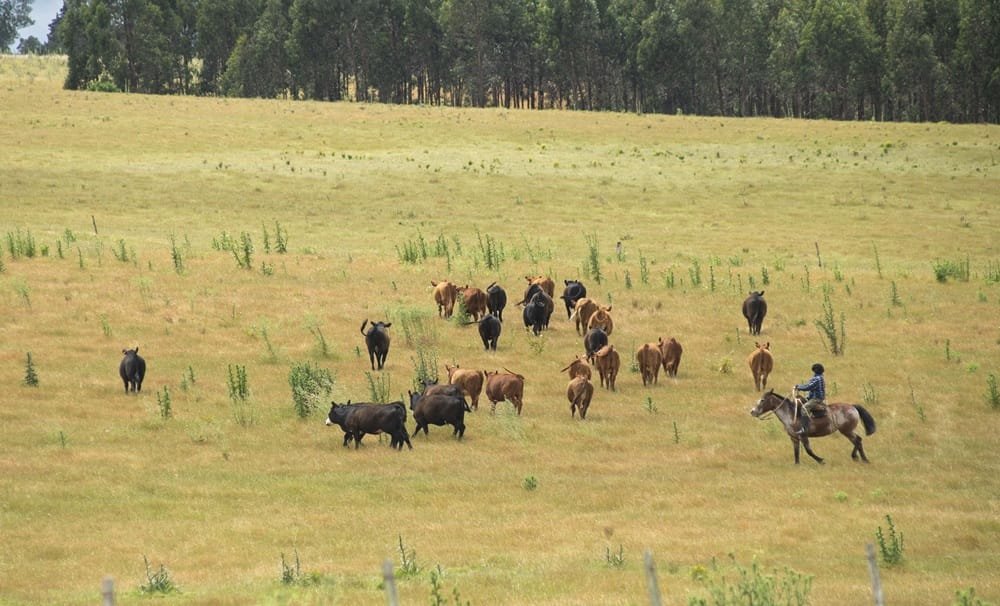 MGAP desarrolla estrategia para minimizar daños por garrapata.