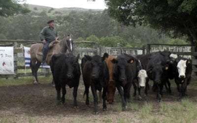 Con agilidad en La Querencia se colocó variada oferta.