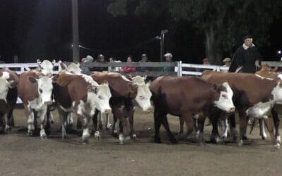 Agilidad y valores interesantes en el Campanero para surtida oferta