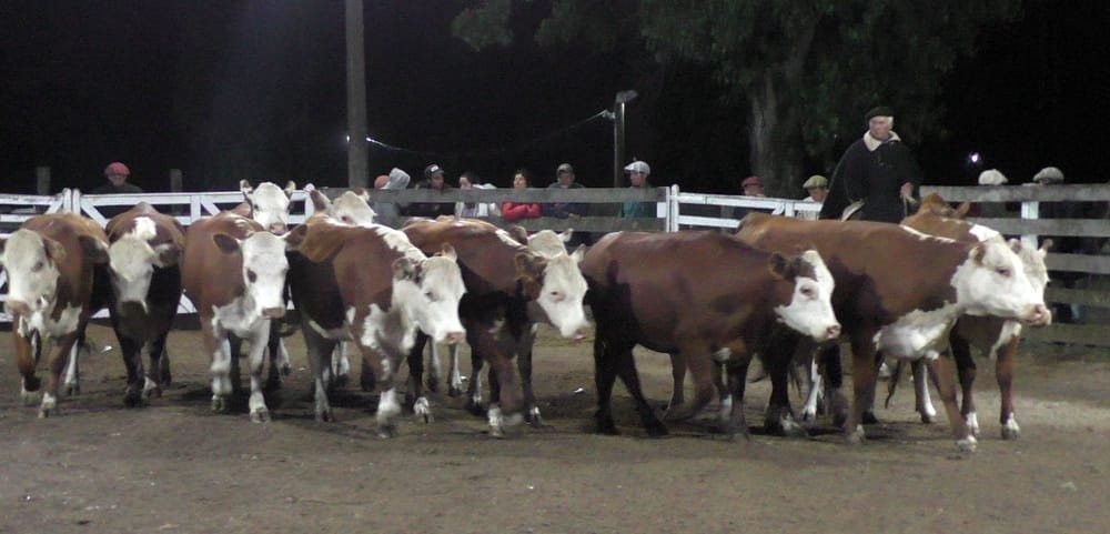 Agilidad y valores interesantes en el Campanero para surtida oferta