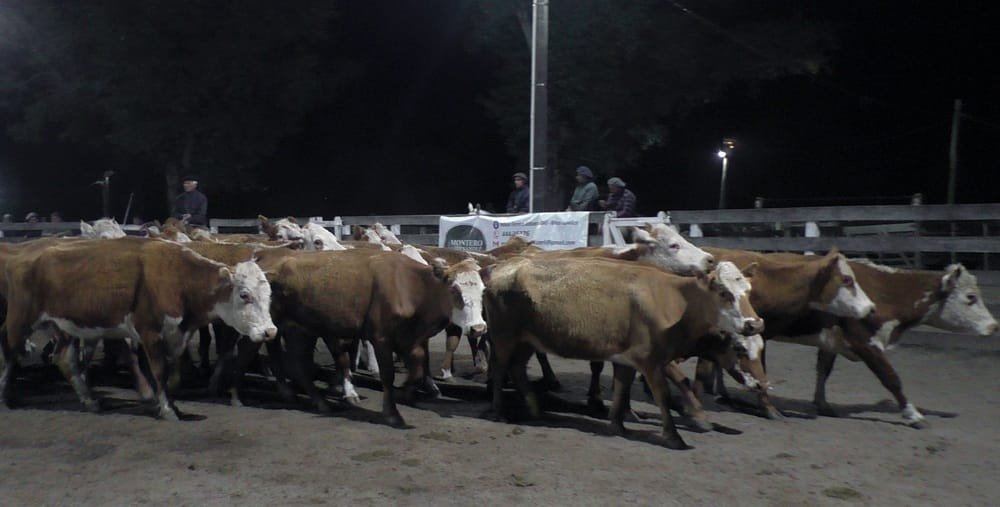 Con Montero & Fernández, Campanero mostró la realidad del mercado ganadero.