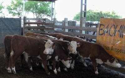 Ortiz con mercado firme y bien cotizado para el ovino; más ajustado al momento para el vacuno.