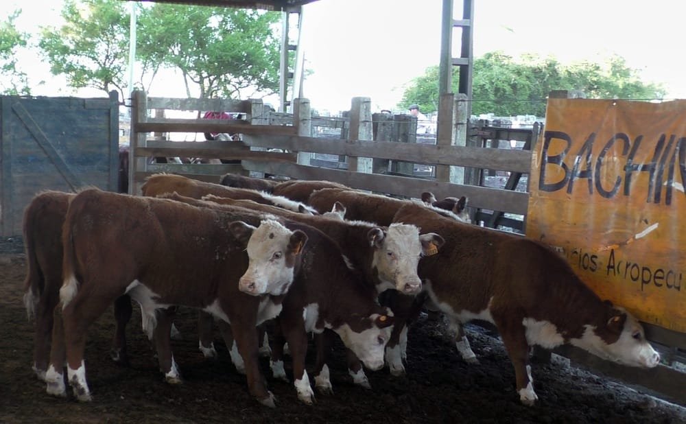 Ortiz con mercado firme y bien cotizado para el ovino; más ajustado al momento para el vacuno.