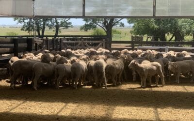 Productores españoles visitaron Uruguay para conocer el trabajo con los ovinos.