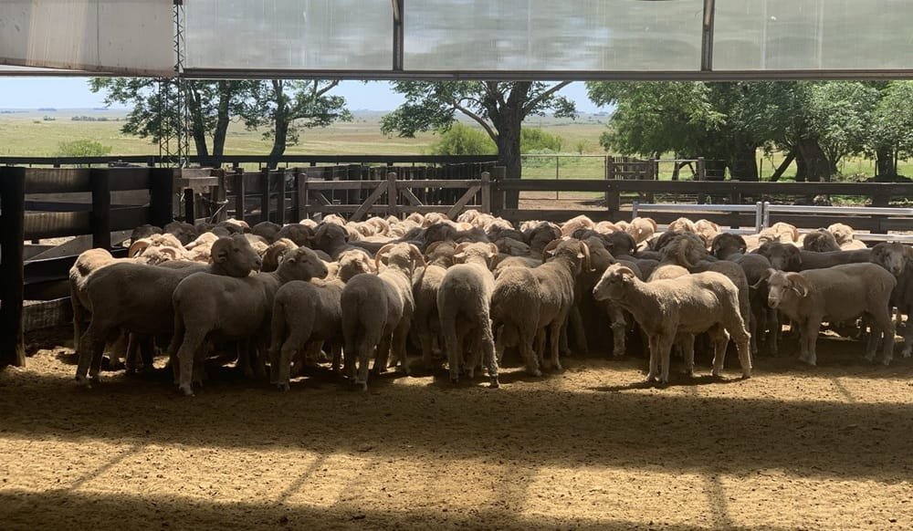 Productores españoles visitaron Uruguay para conocer el trabajo con los ovinos.