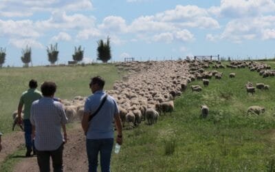 El valor del ovino supera en más del 50% el promedio de los últimos 10 años.