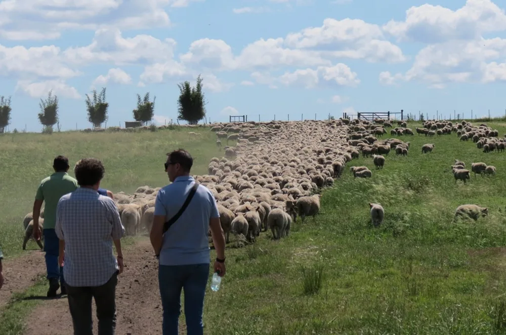 El valor del ovino supera en más del 50% el promedio de los últimos 10 años.