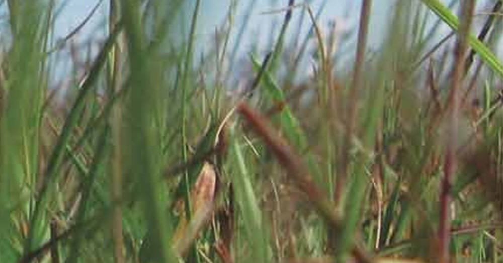 ¿Qué características tienen nuestros campos naturales?