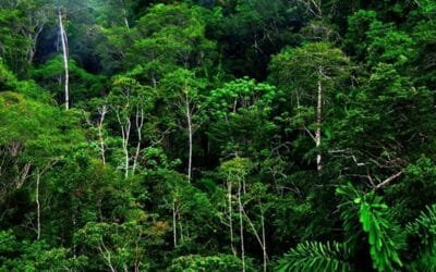 Brasil destaca avances históricos en la protección medioambiental y en la reducción de la deforestación