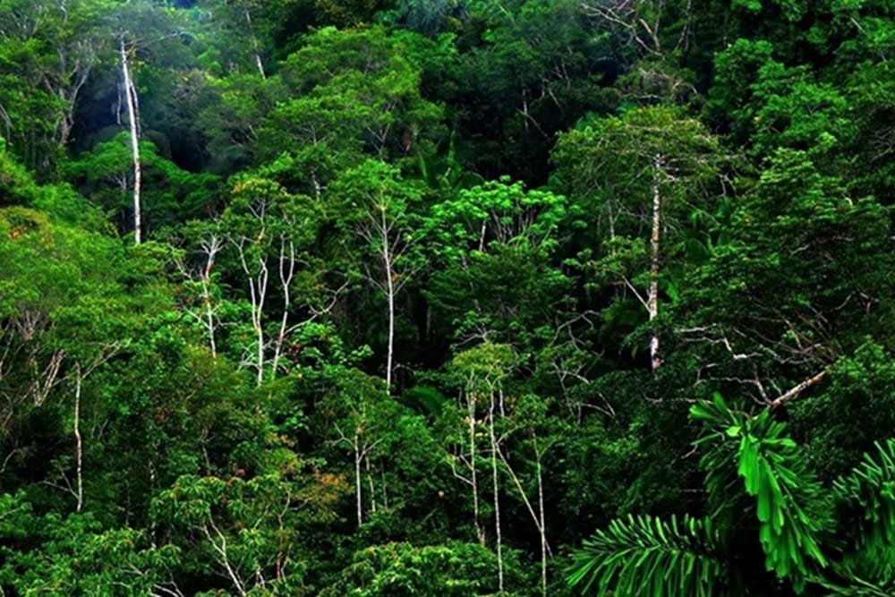 Brasil destaca avances históricos en la protección medioambiental y en la reducción de la deforestación