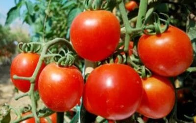 Significativo incremento en la oferta de tomates.