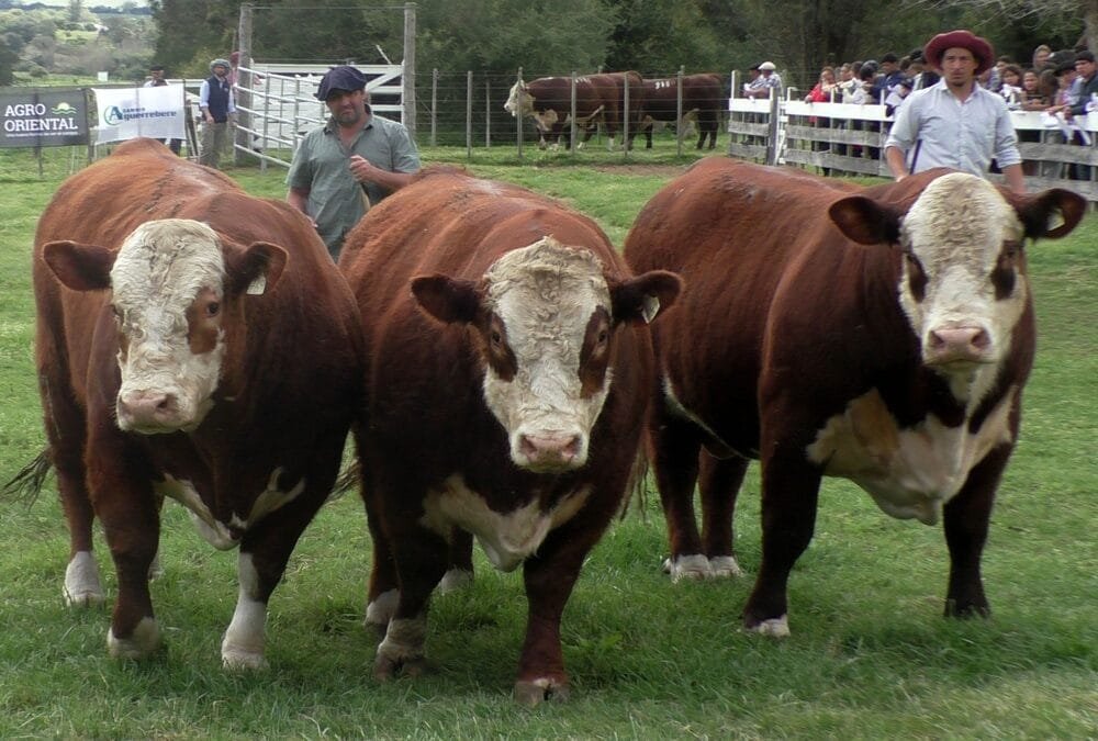 Suba de promedios en la zafra de reproductores 2025.