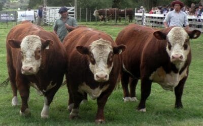 Suba de promedios en la zafra de reproductores 2025.