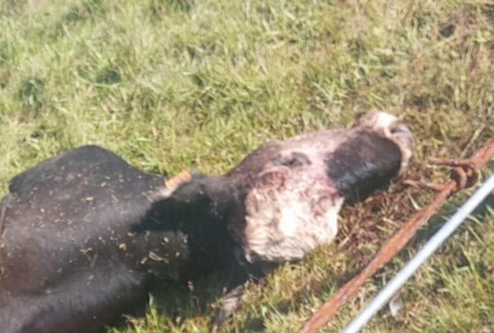 Abigeato. Viejos problemas, escasas soluciones.