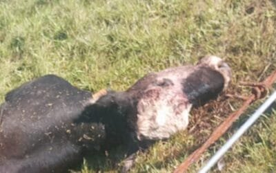 Abigeato. Viejos problemas, escasas soluciones.